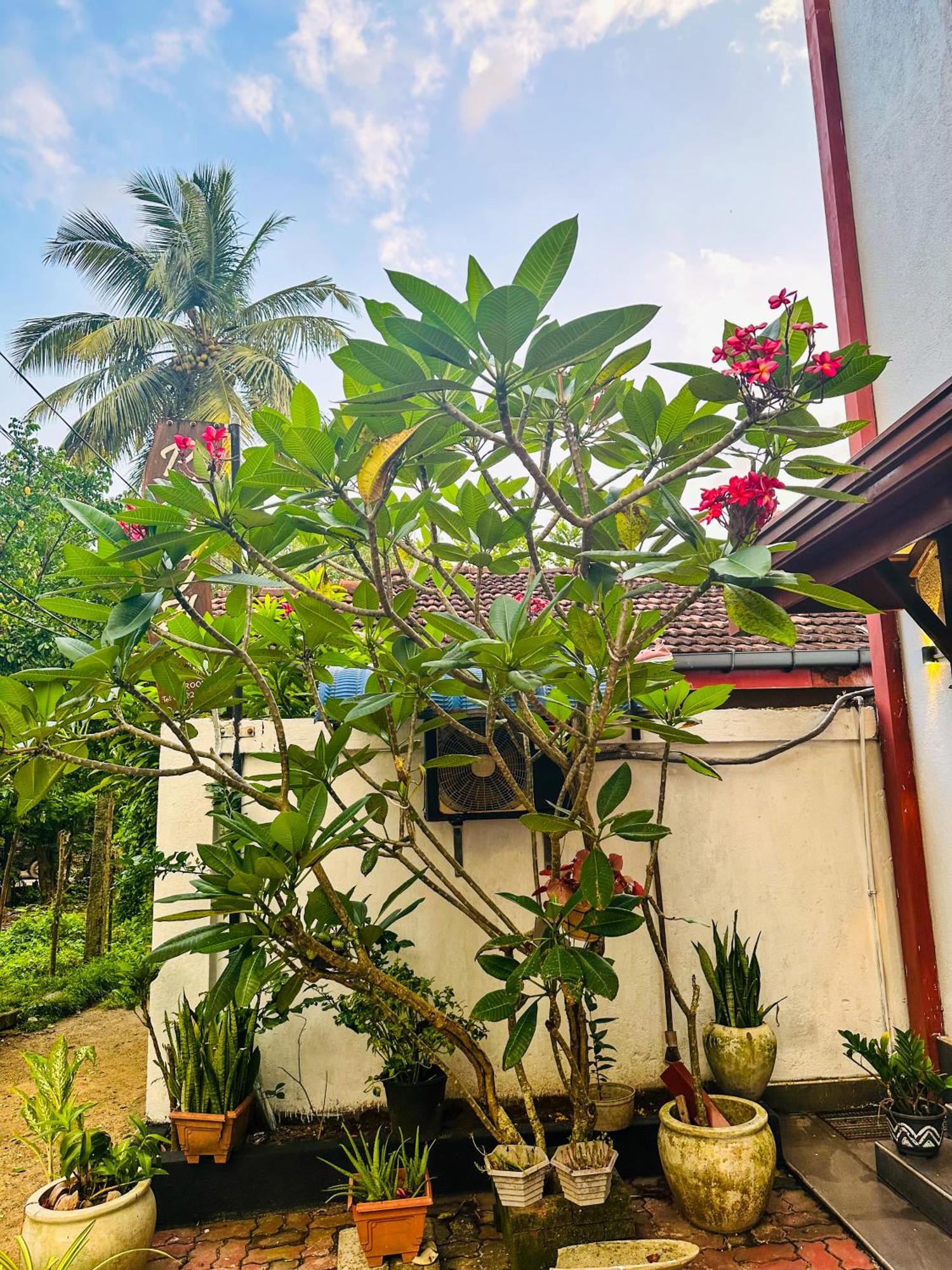 New Panda House Hotel Galle Luaran gambar